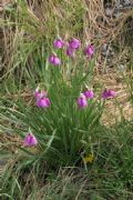 Allium narcissiflorum